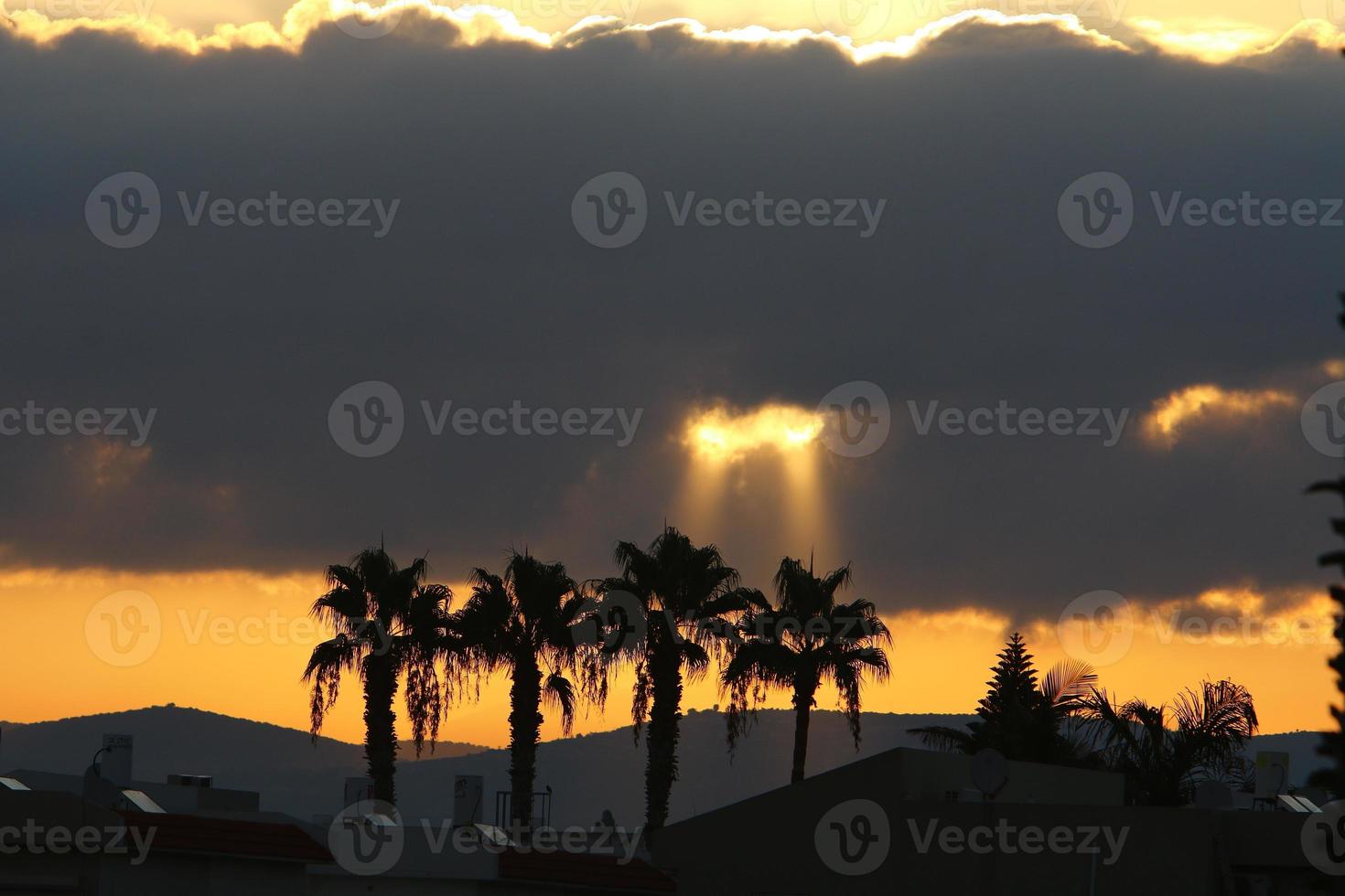 palma alberi nel città parco durante Alba foto