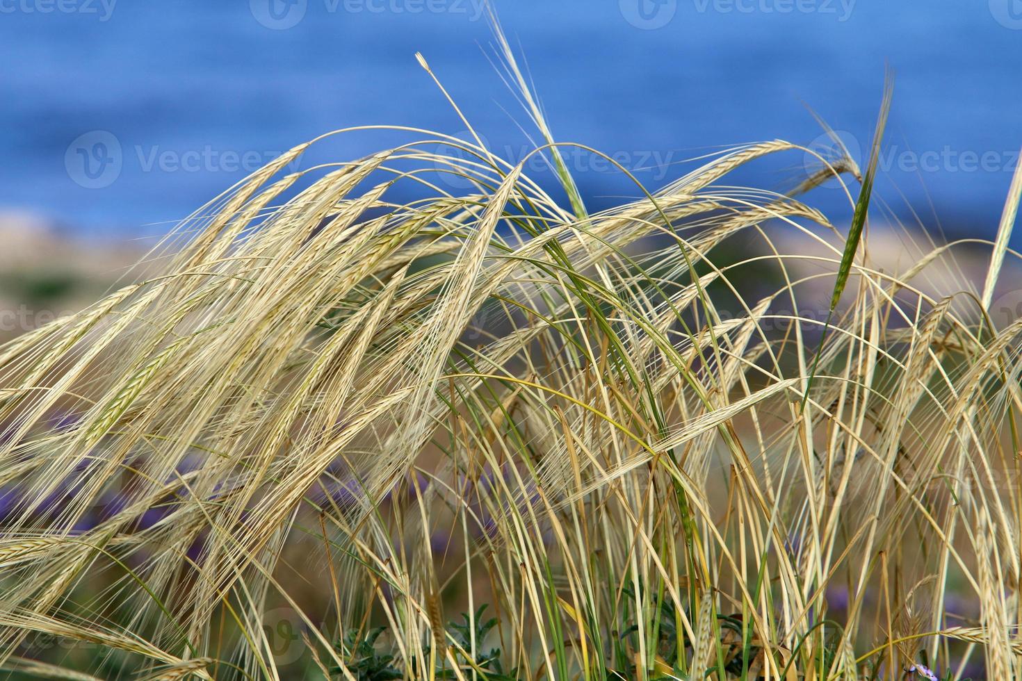 campo spighette naturale secco fiori 80 centimetri alto. foto