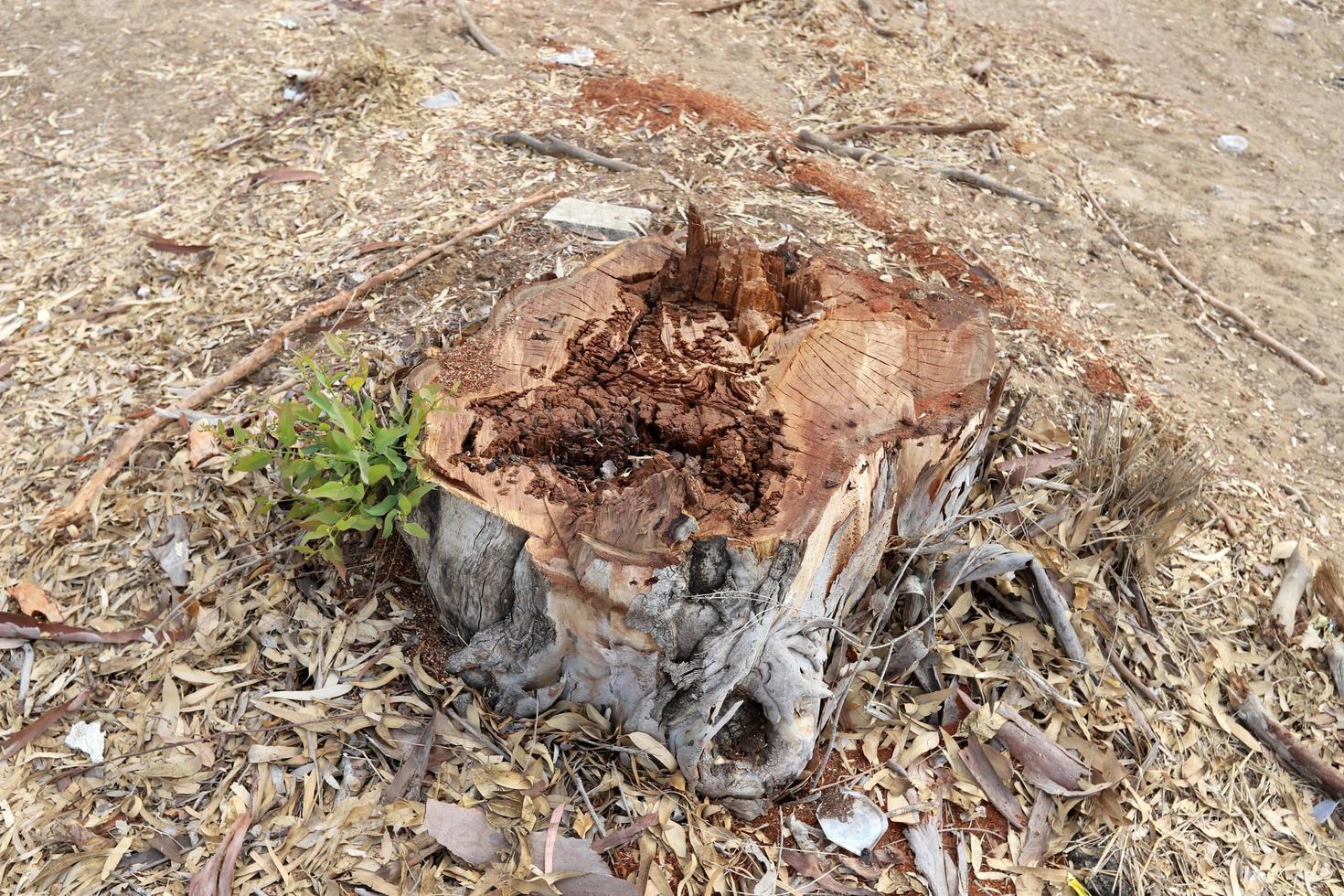 un vecchio ceppo è un' piccolo parte di un' abbattuto albero tronco. foto