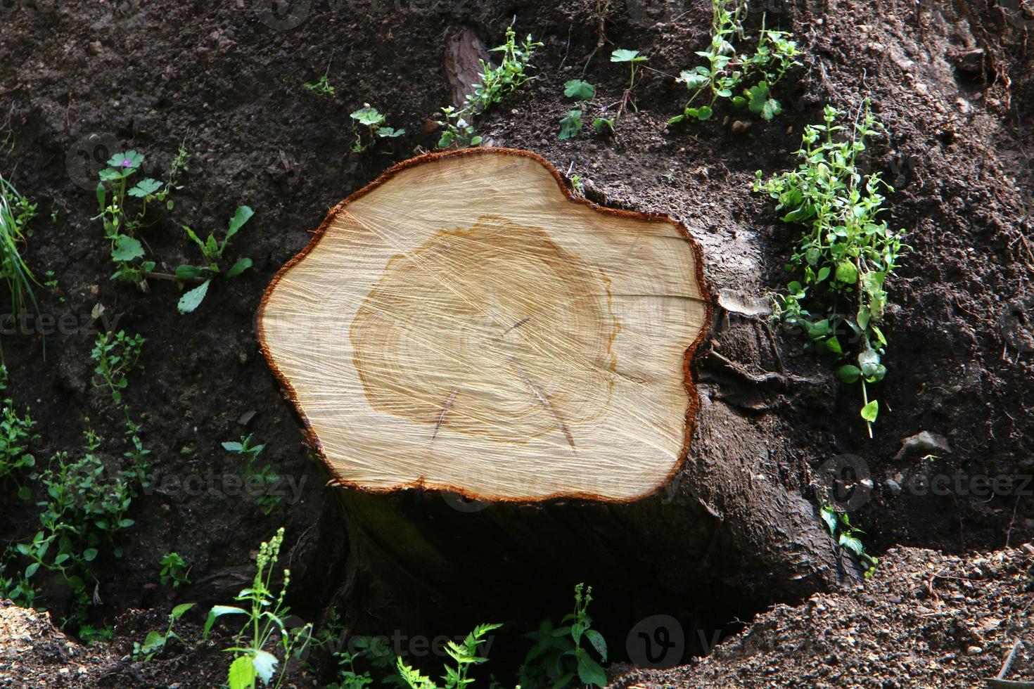 un vecchio ceppo è un' piccolo parte di un' abbattuto albero tronco. foto