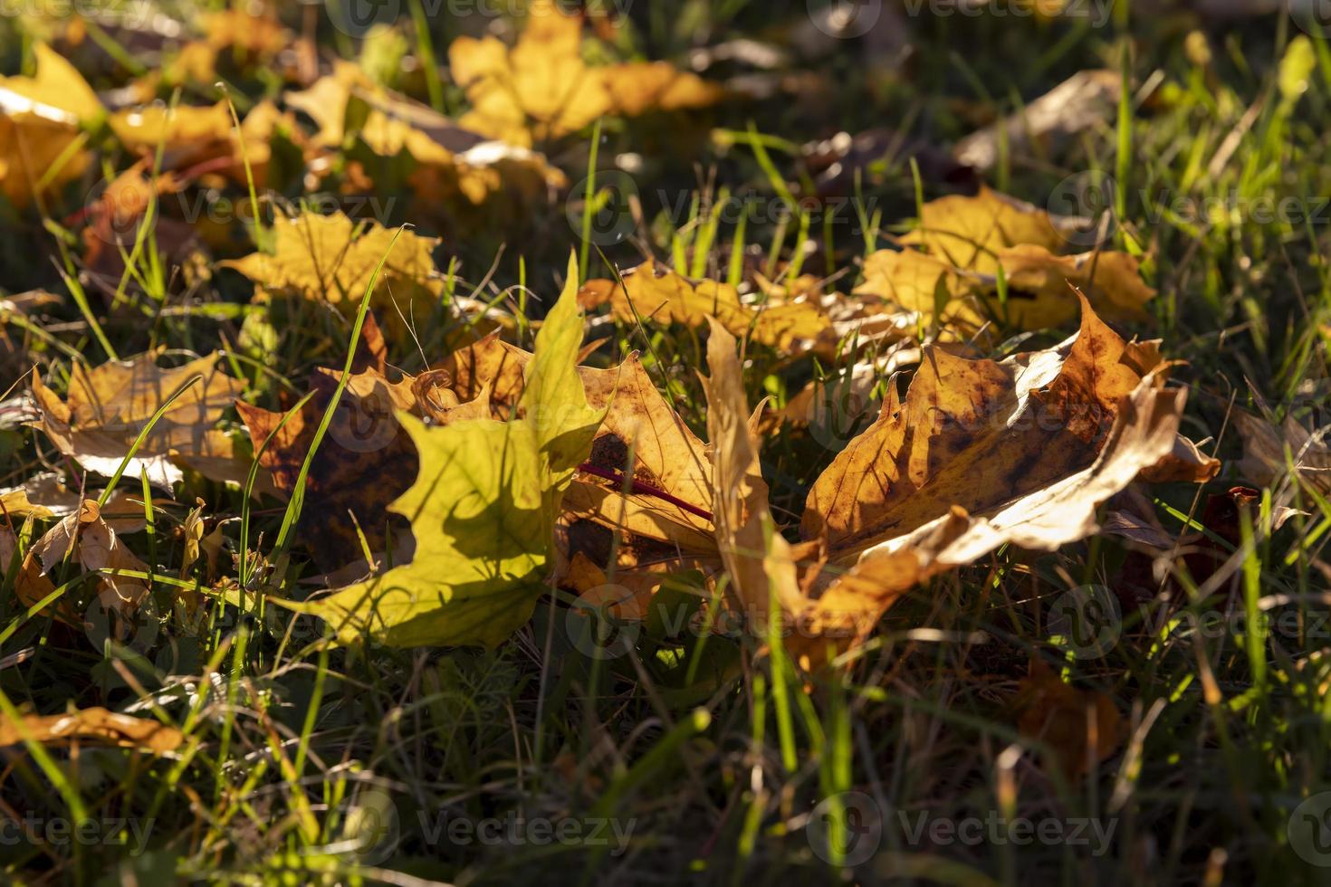 acero albero fogliame nel autunno foto