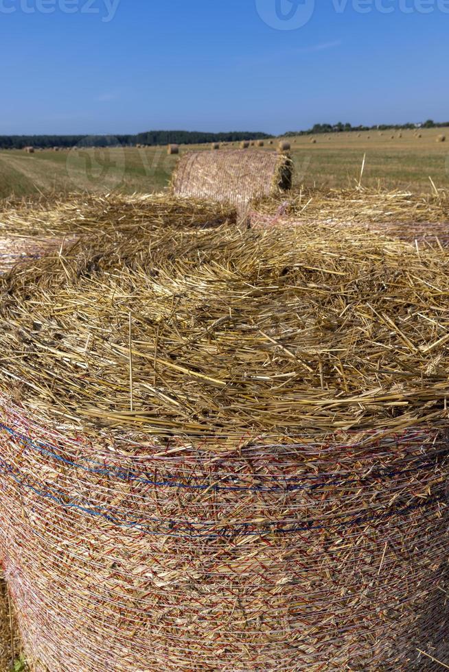 un' campo con cereali nel il estate foto