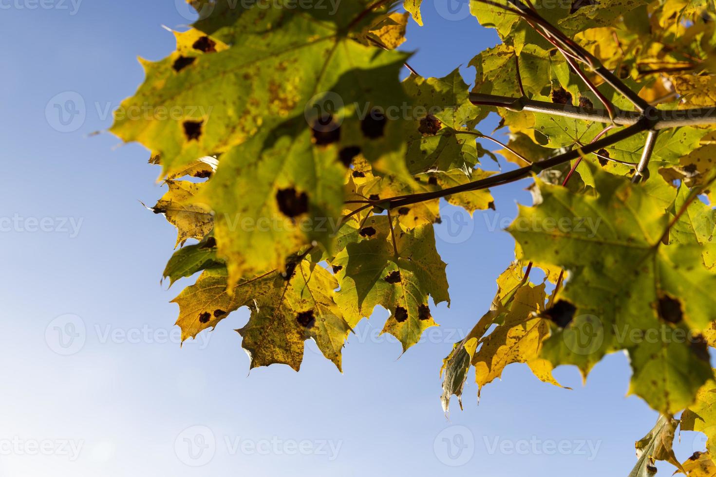 autunno natura con alberi durante il autunno di colorato fogliame foto