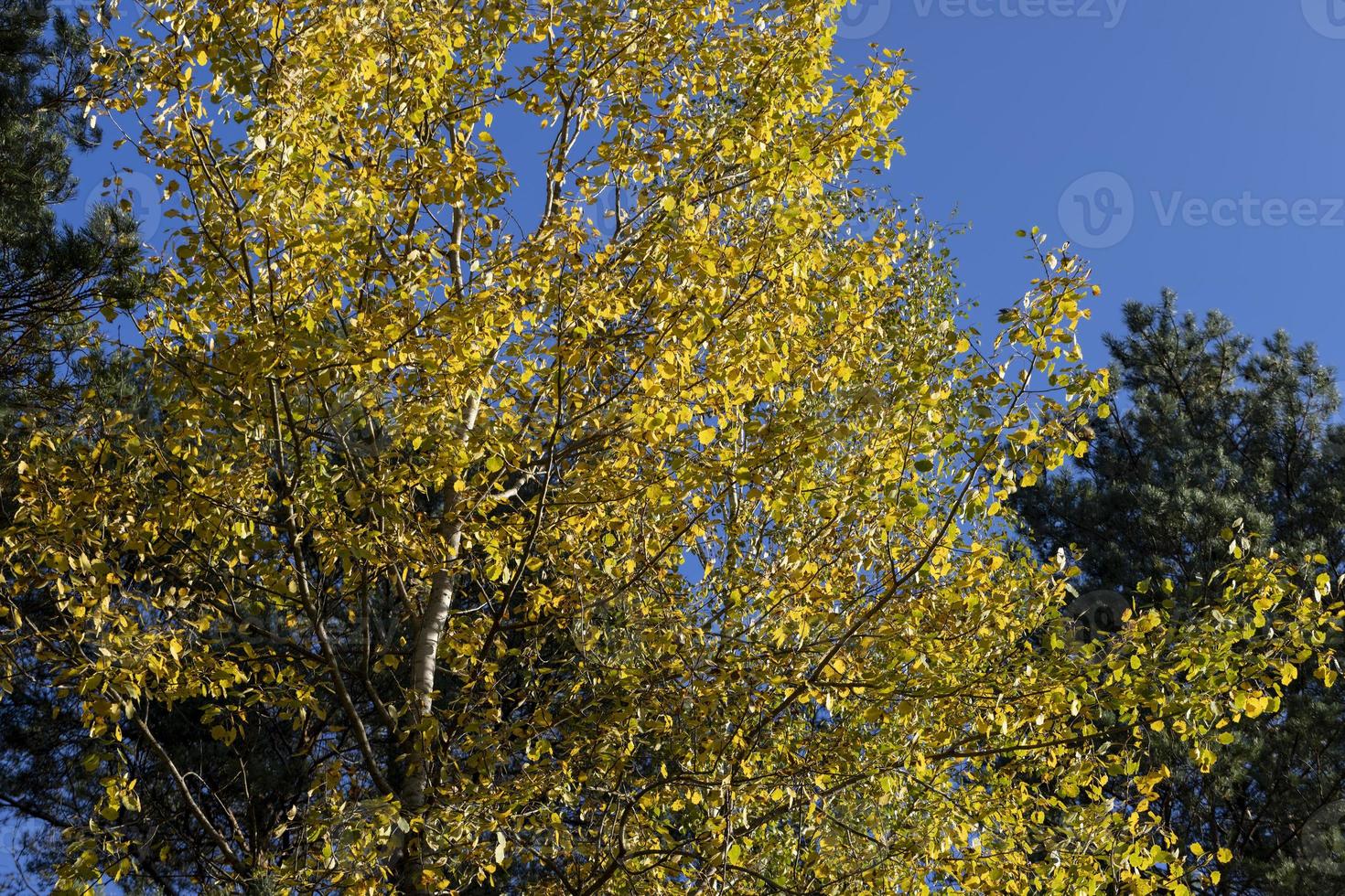 autunno natura con alberi durante il autunno di colorato fogliame foto