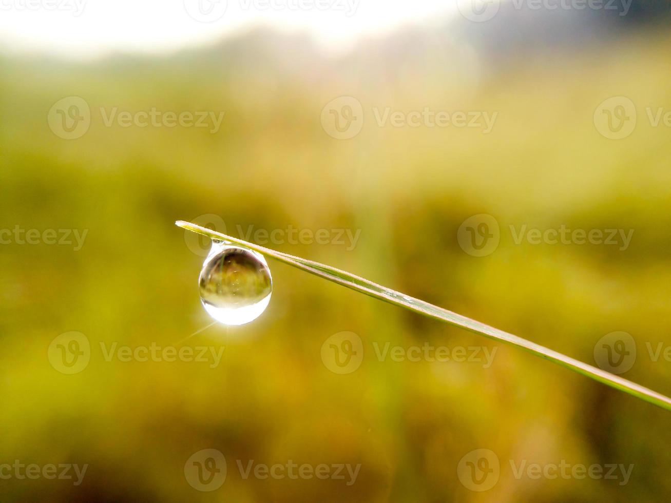 goccia d'acqua sull'erba foto