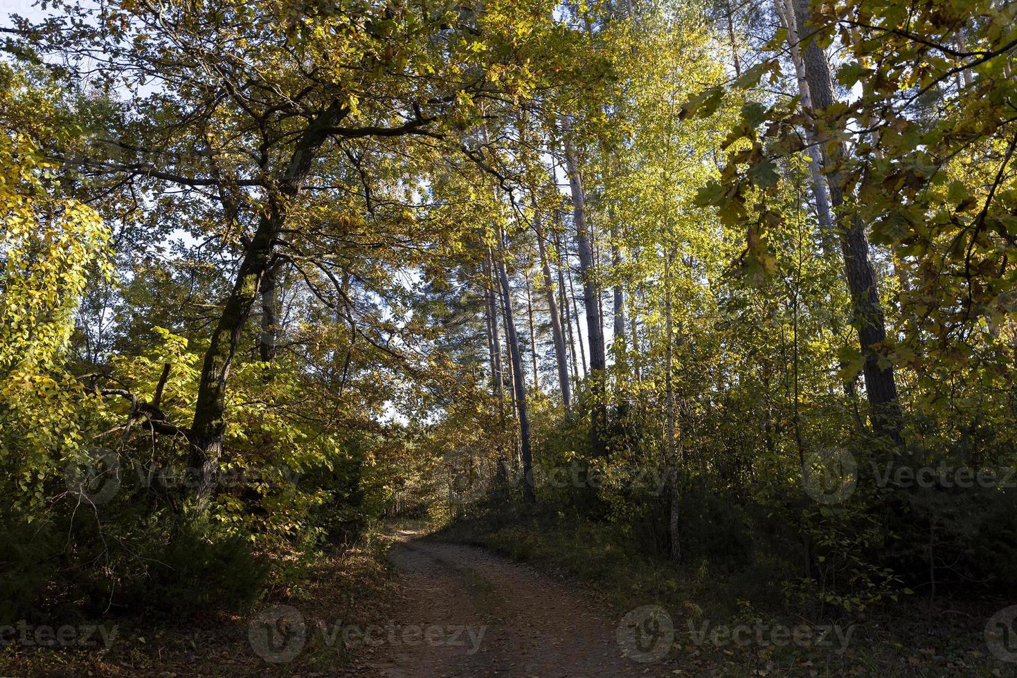 un' strada per macchine nel un autunno foresta con alberi foto