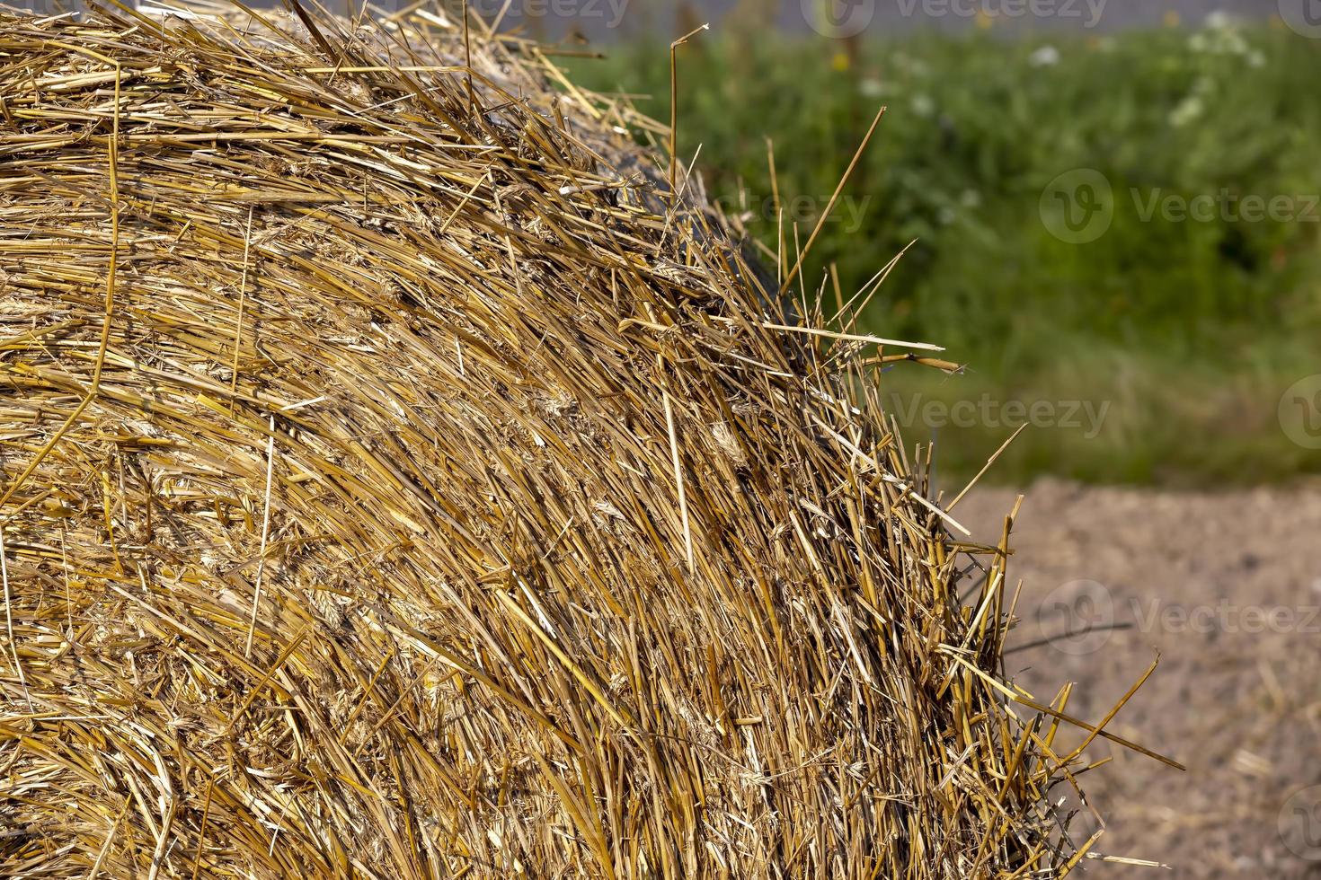 un' campo con cereali nel il estate foto