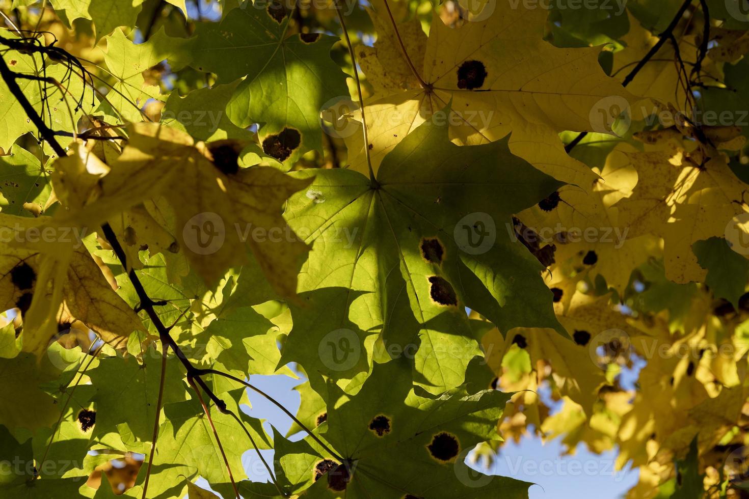 acero albero durante il autunno stagione foto