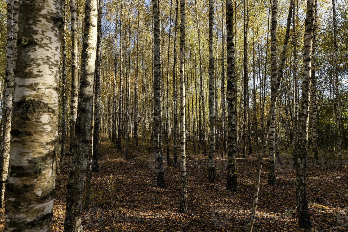 autunno foresta con un' grande numero di betulla alberi foto