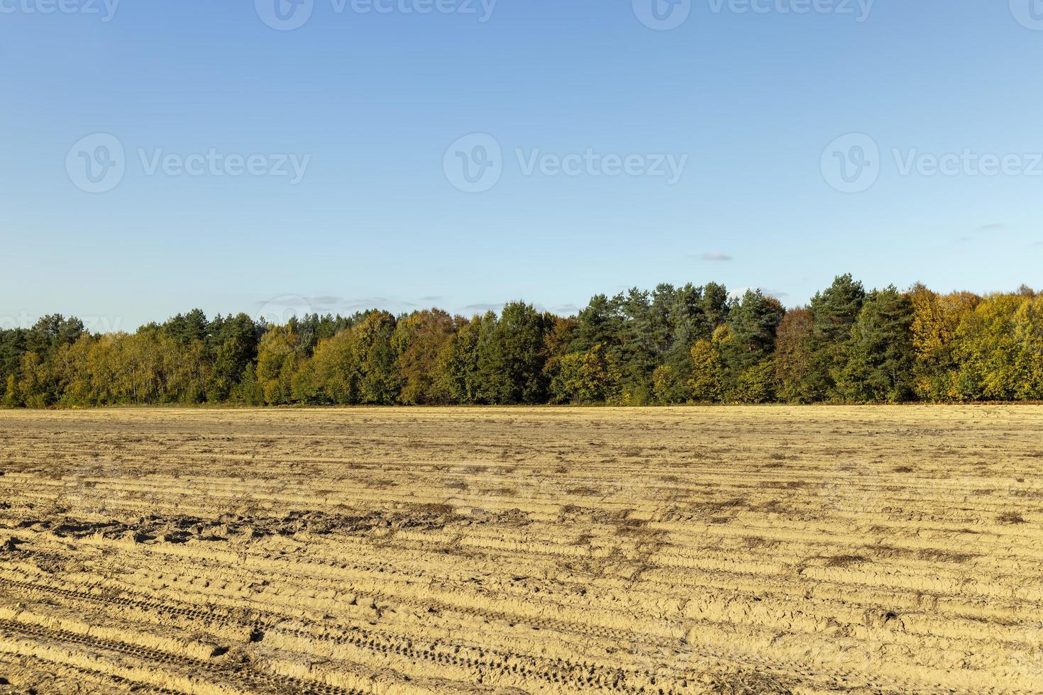 autunno foresta con alberi durante foglia autunno foto