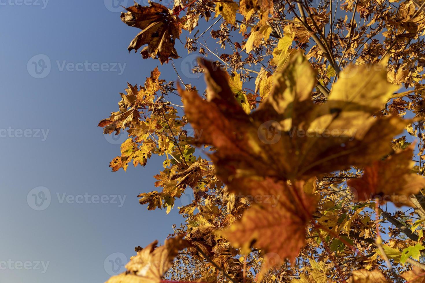 acero albero fogliame nel autunno foto
