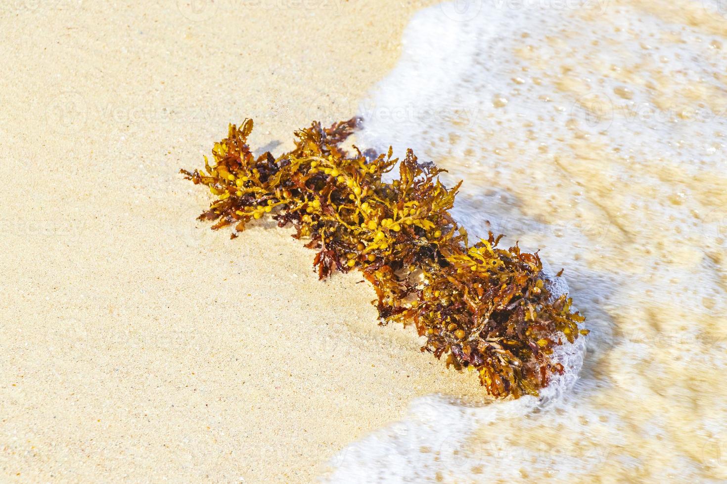 fresco giallo alga marina fanerogame sargazo spiaggia playa del Carmen Messico. foto