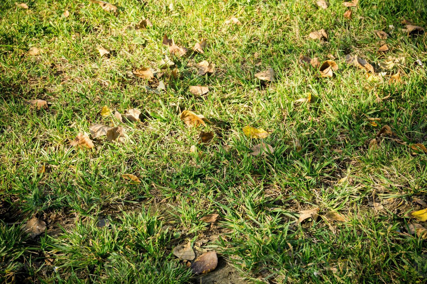 sfondo di un prato verde foto