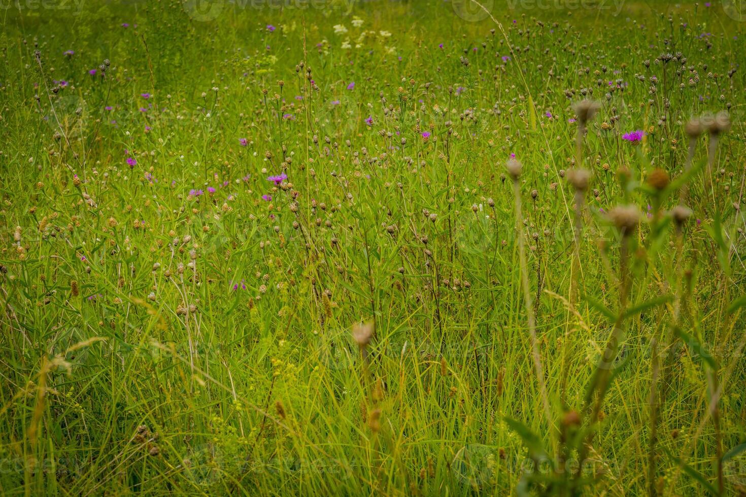 verde erba prato foto