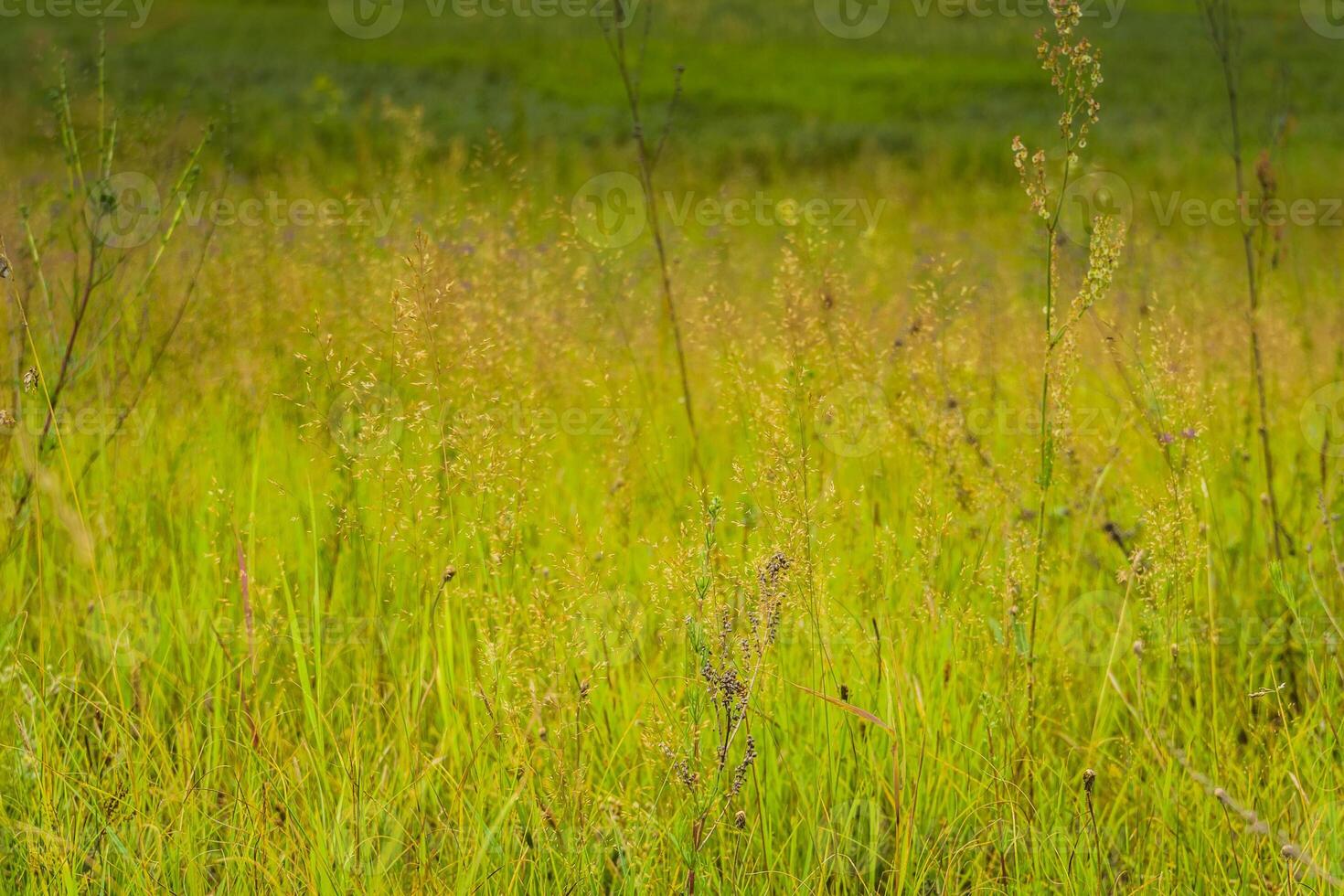 verde erba prato foto