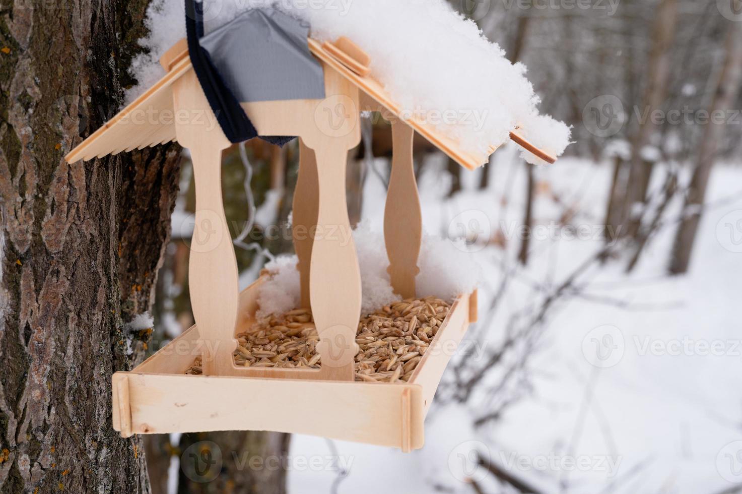 alimentatore inverno uccelli cura neve foto