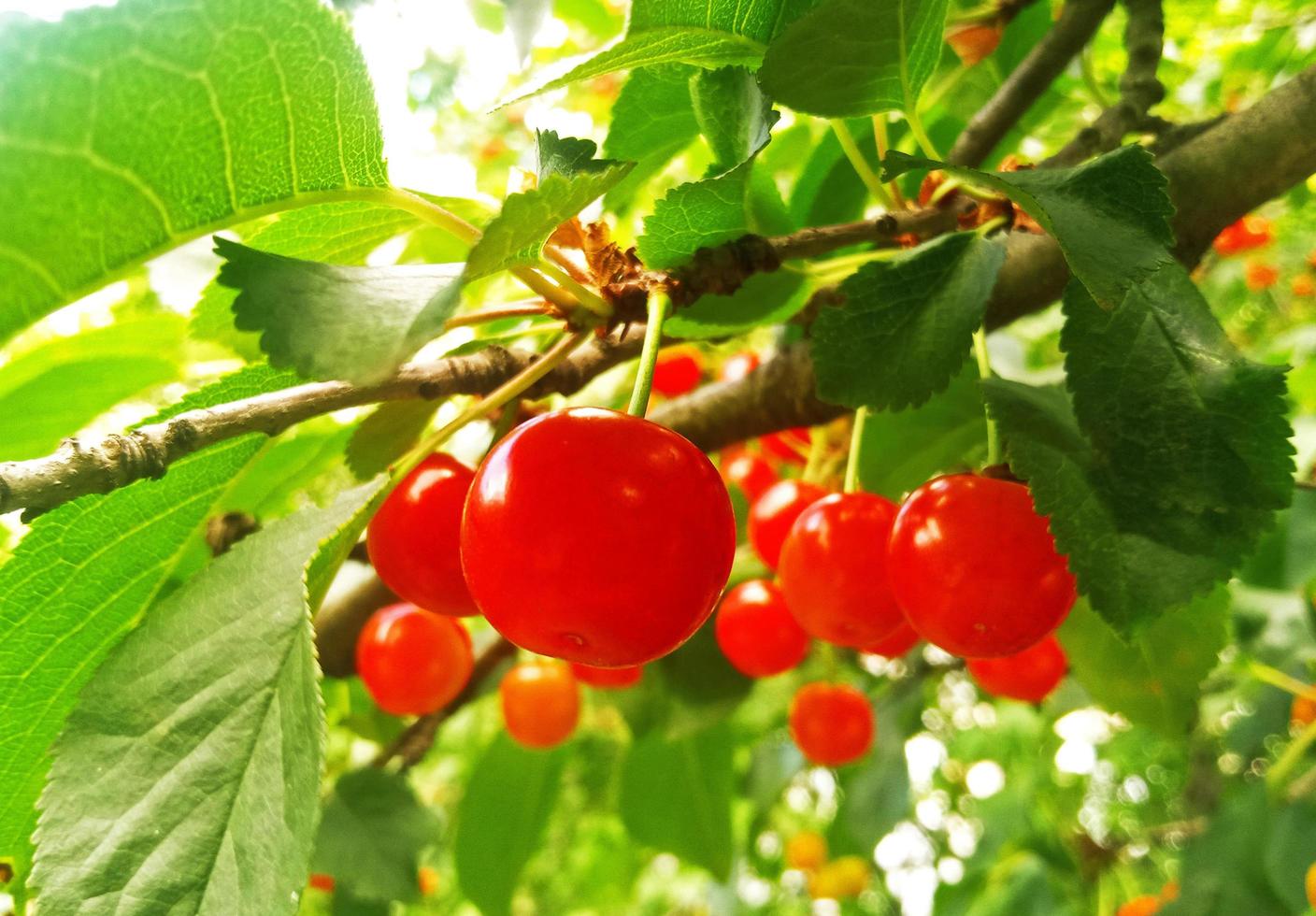 rosso ciliegie su un' albero ramo foto