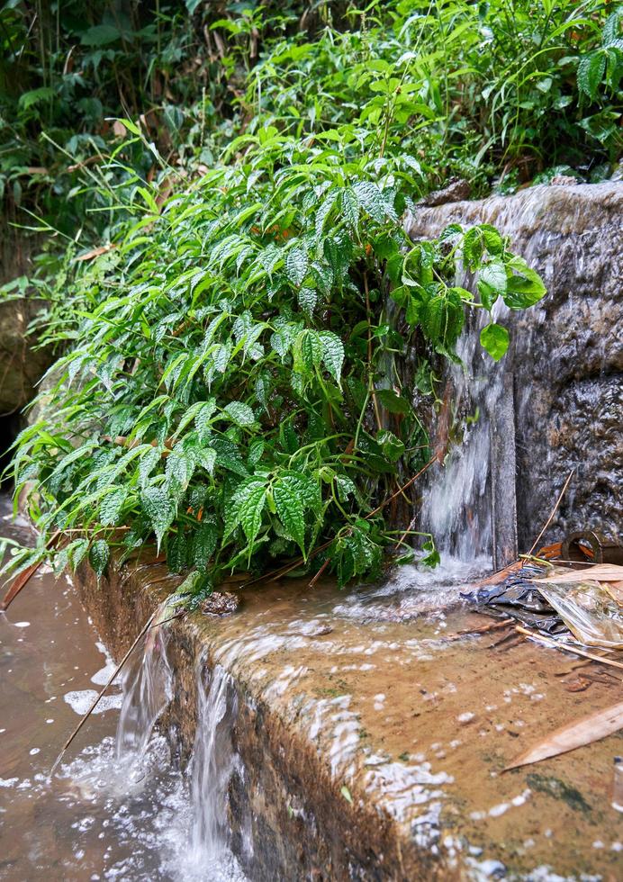 selvaggio impianti vicino fresco fiume. bellissimo fiori crescere selvaggio vicino il fiume. foto