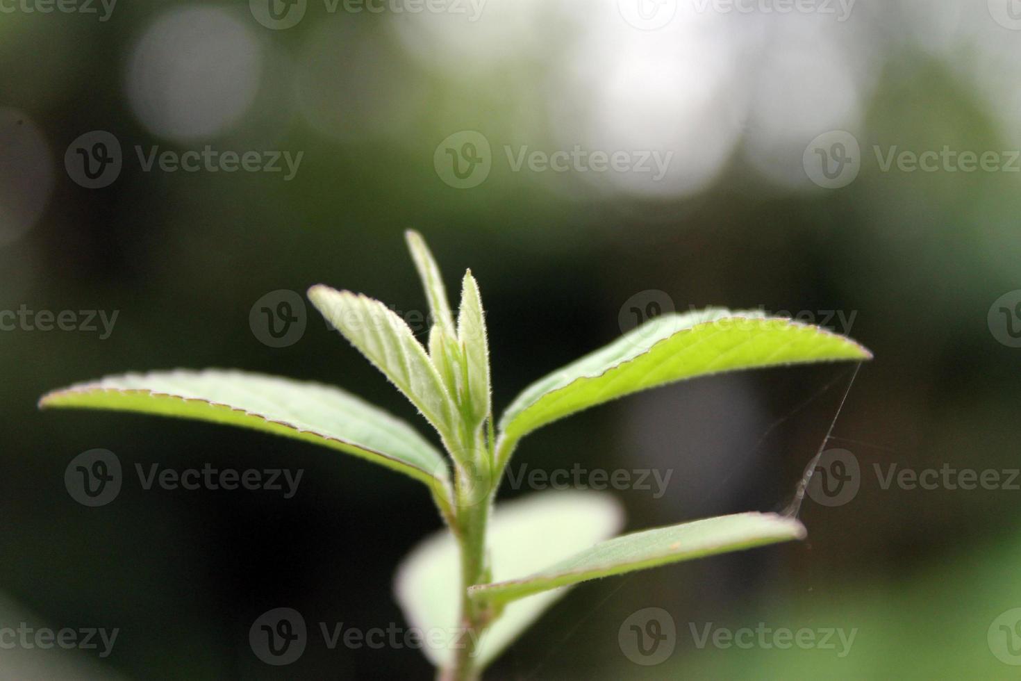 naturale verde impianti paesaggio utilizzando come un' sfondo o sfondo. foto