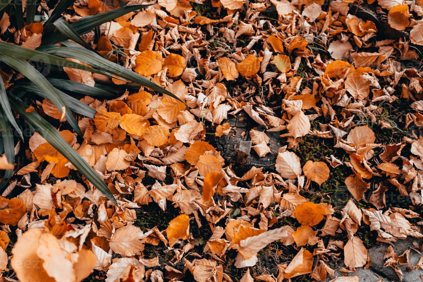 foglie sul terreno foto