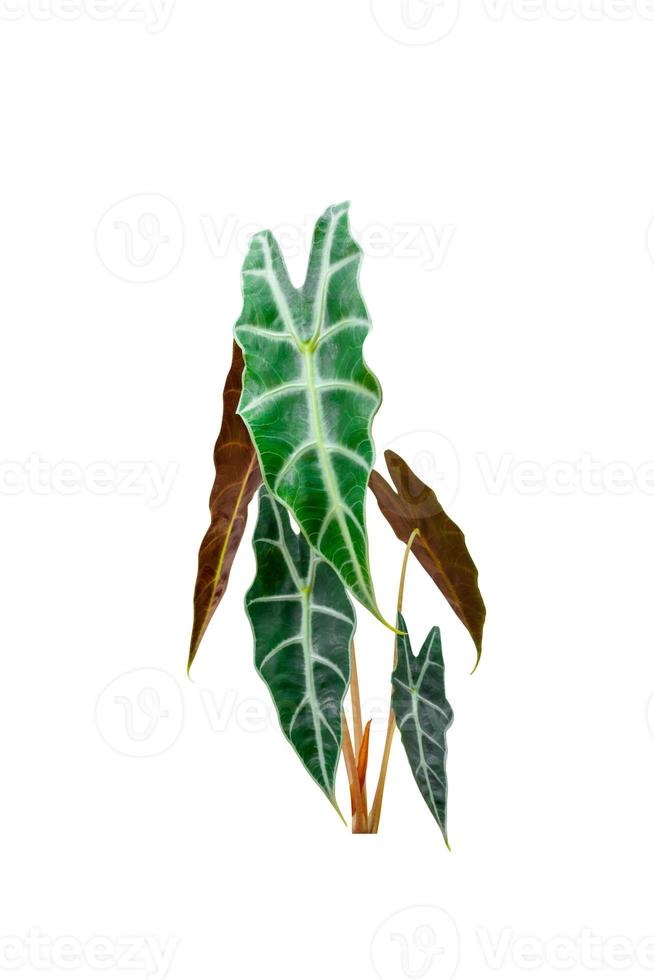 alocasia polly amazonica sanderiana isolato bianca sfondo foto