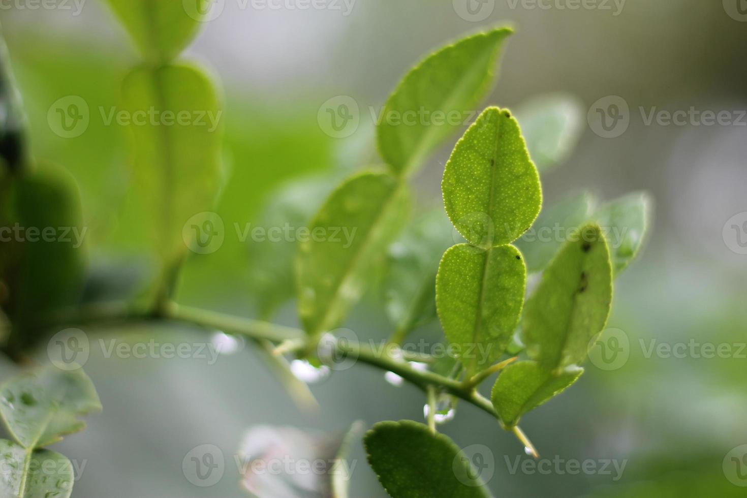 rugiada gocce su verde foglie nel il mattina. foto