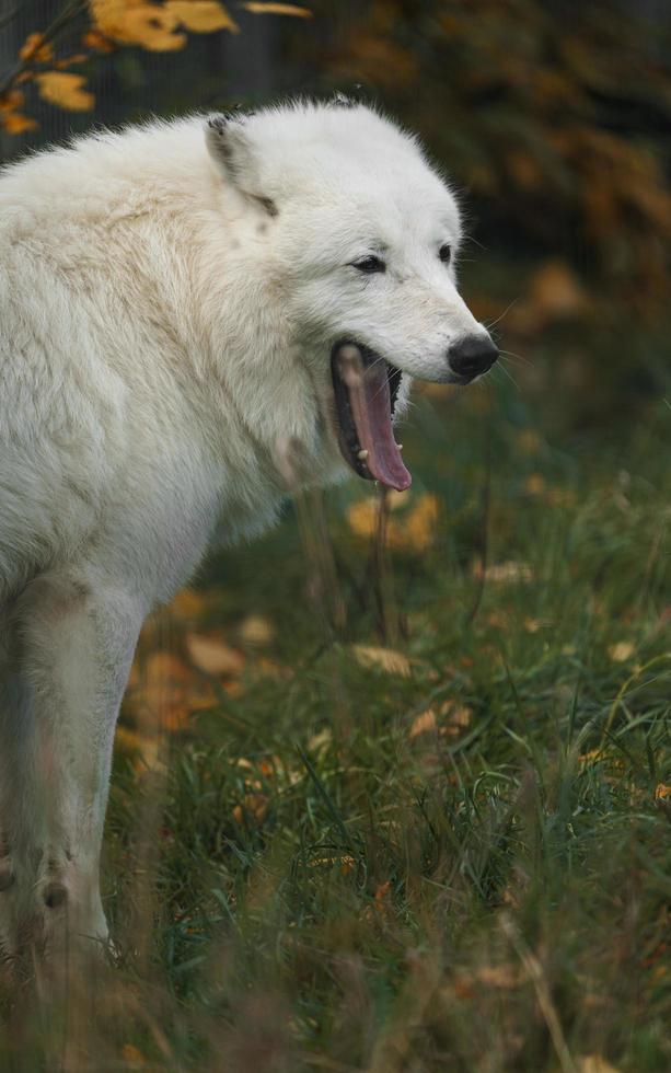 artico lupo nel autunno foto