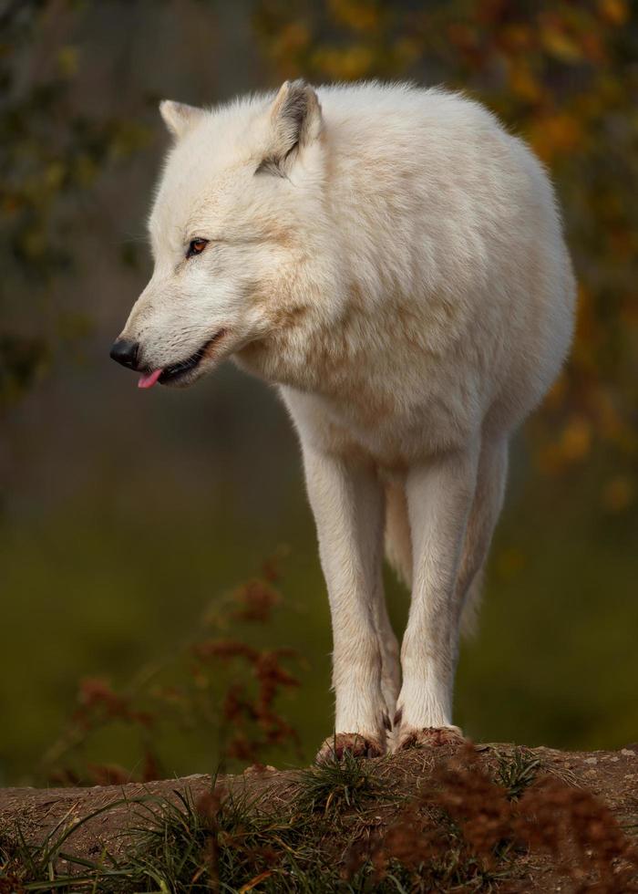 artico lupo nel autunno foto