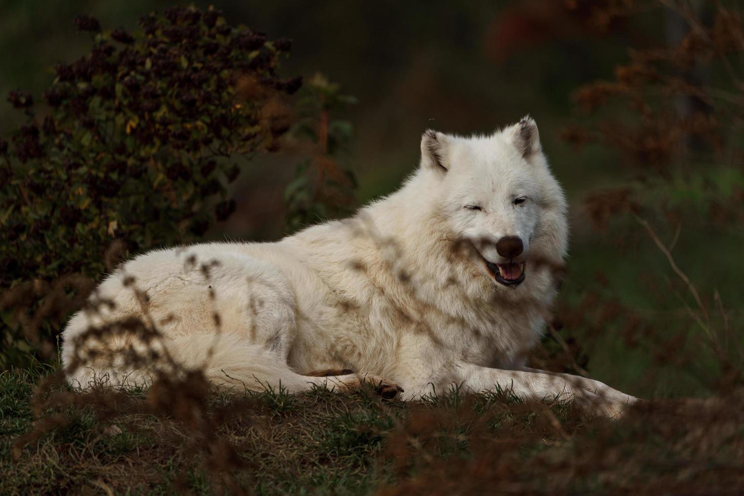 artico lupo nel autunno foto