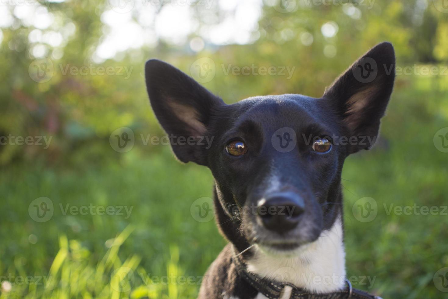 ritratto di un' nero e bianca cane nel un' parco cani sguardi foto