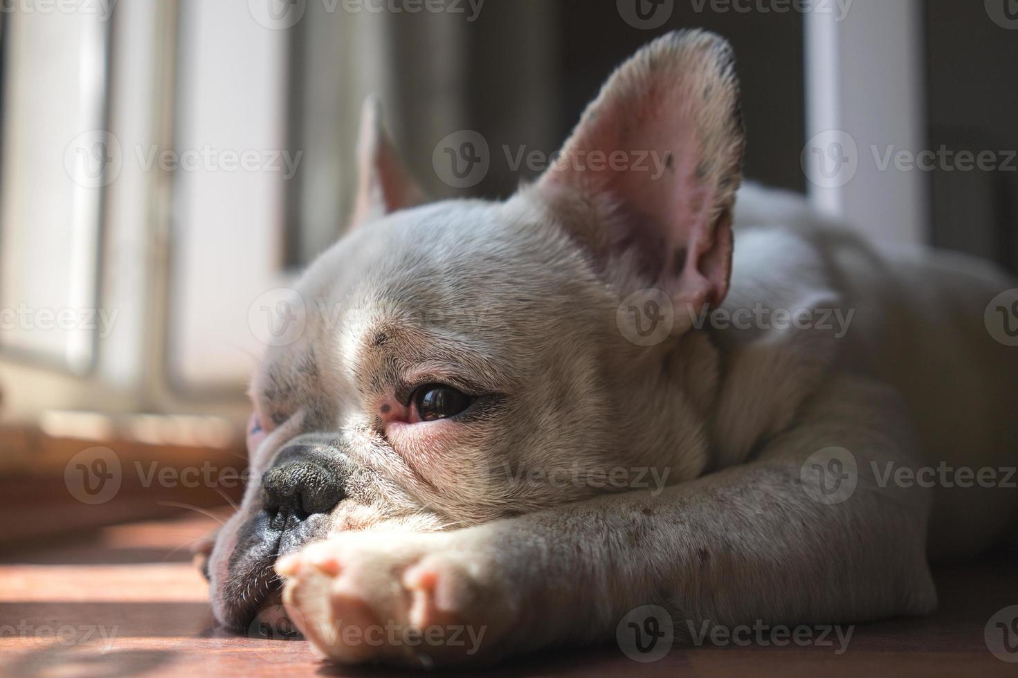 bulldog francese assonnato foto