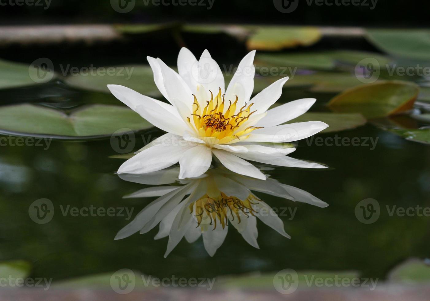 bellissimo loto bianco nello stagno foto