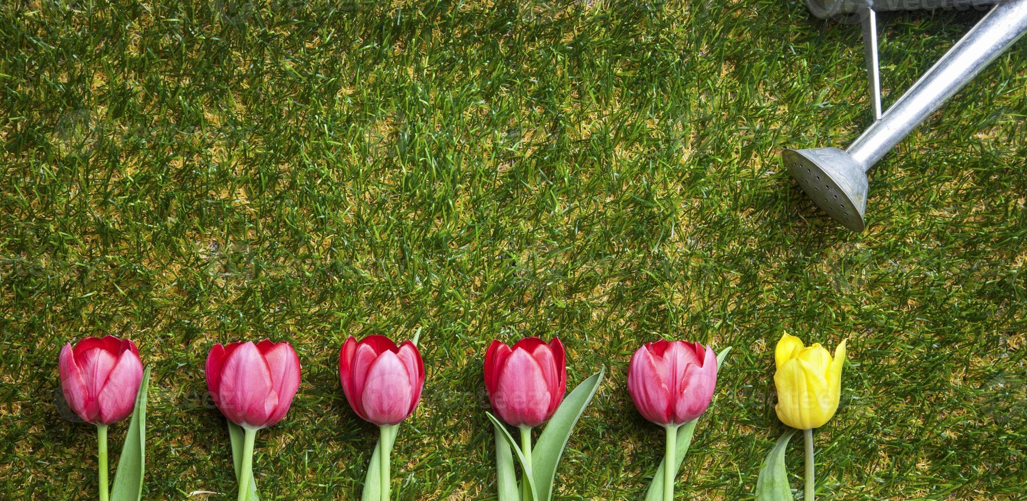 fila di tulipani su erba, rosa e uno giallo foto