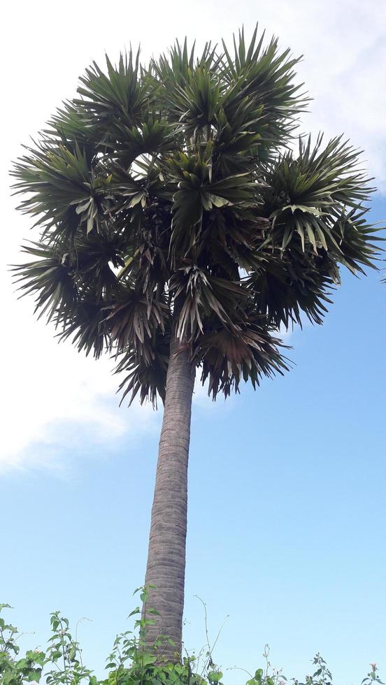 un' bellissimo Visualizza di un' palma albero foto