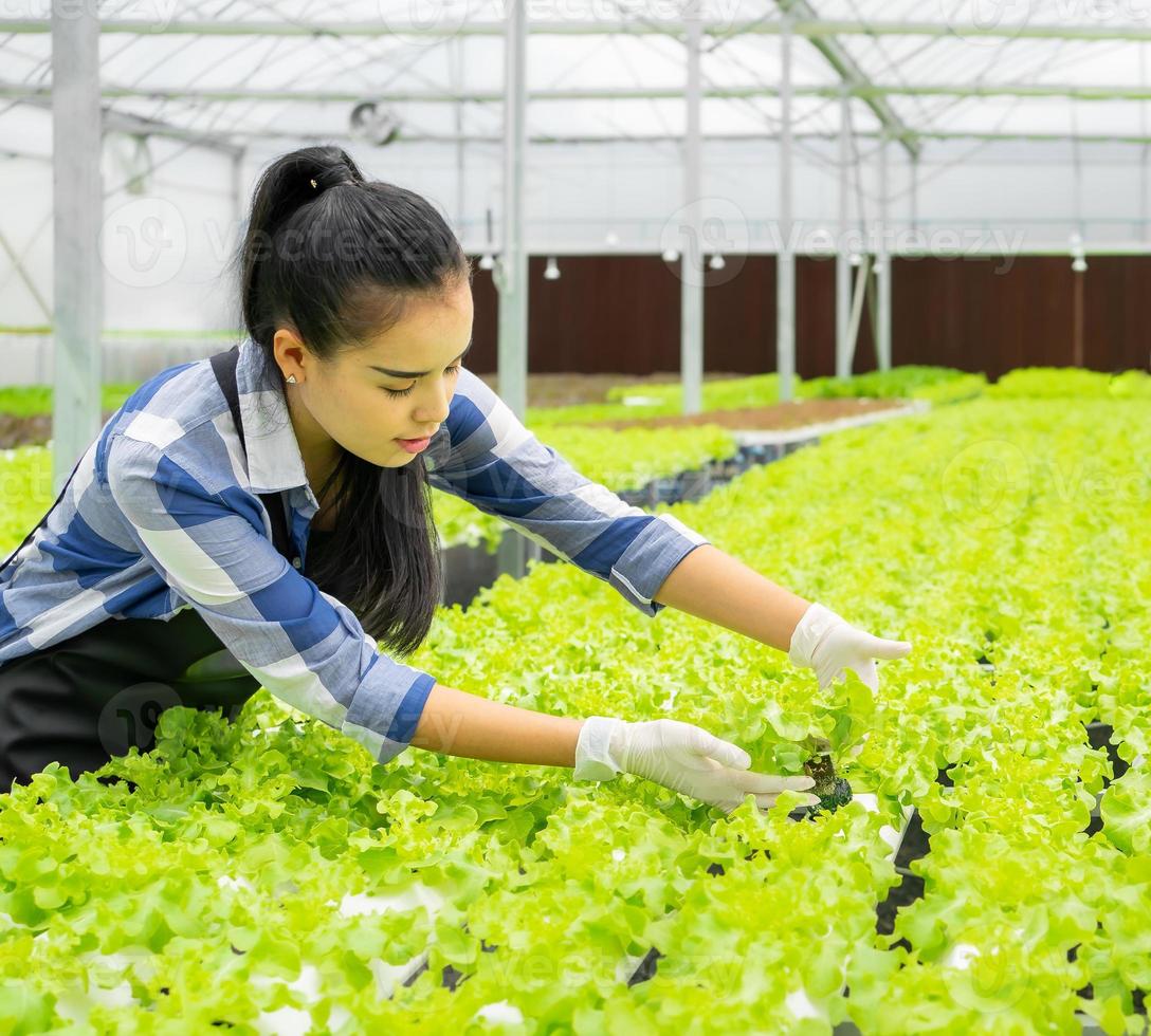 persone in crescita verdura nel idroponica agricoltura azienda agricola per fresco salutare biologico cibo. giovane femmina asiatico donna contento pianta e raccogliere verde lattuga nel serra. acqua controllo insalata piantagione. foto