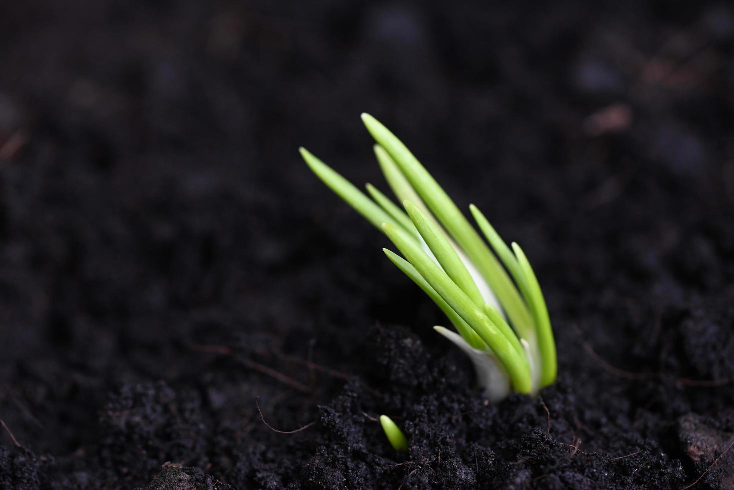scalogno crescere su suolo terra nel pentola, impianti crescere biologico giardino, cipolle siamo pronto per crescere piantato scalogno su terra foto