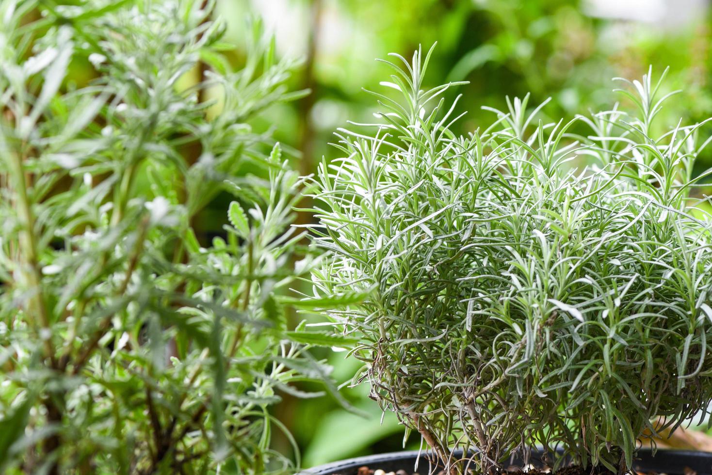 rosmarino pianta le foglie nel il giardino natura verde sfondo - bianca Rosmarinus officinalis erba e ingrediente per cibo foto