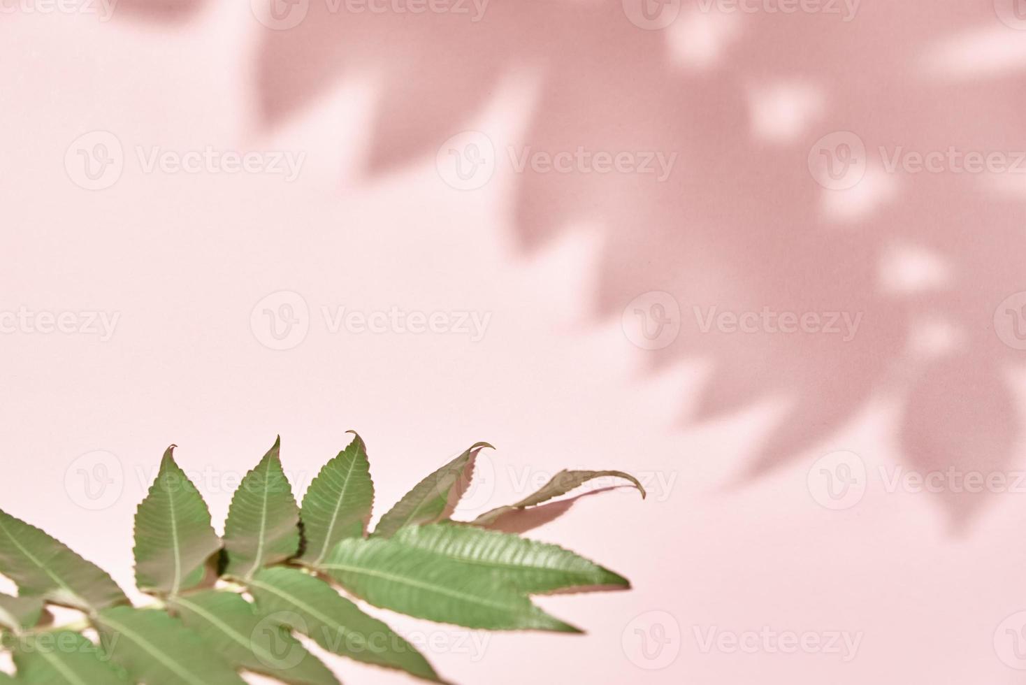 foglia ombra e verde pianta su rosa sfondo. creativo astratto sfondo foto