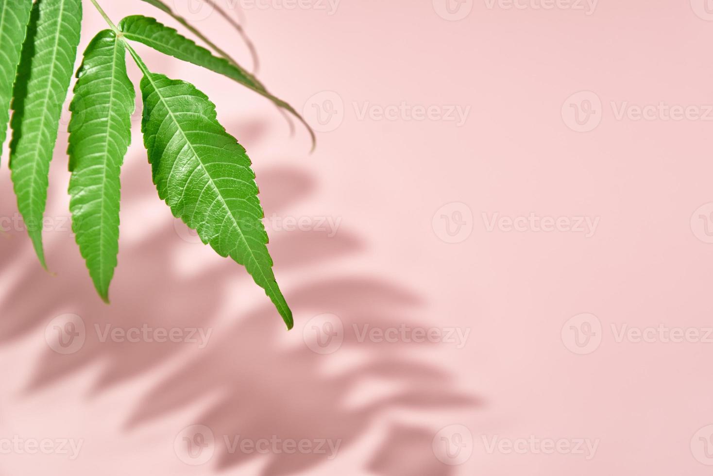 foglia ombra e verde pianta su rosa sfondo. creativo astratto sfondo foto