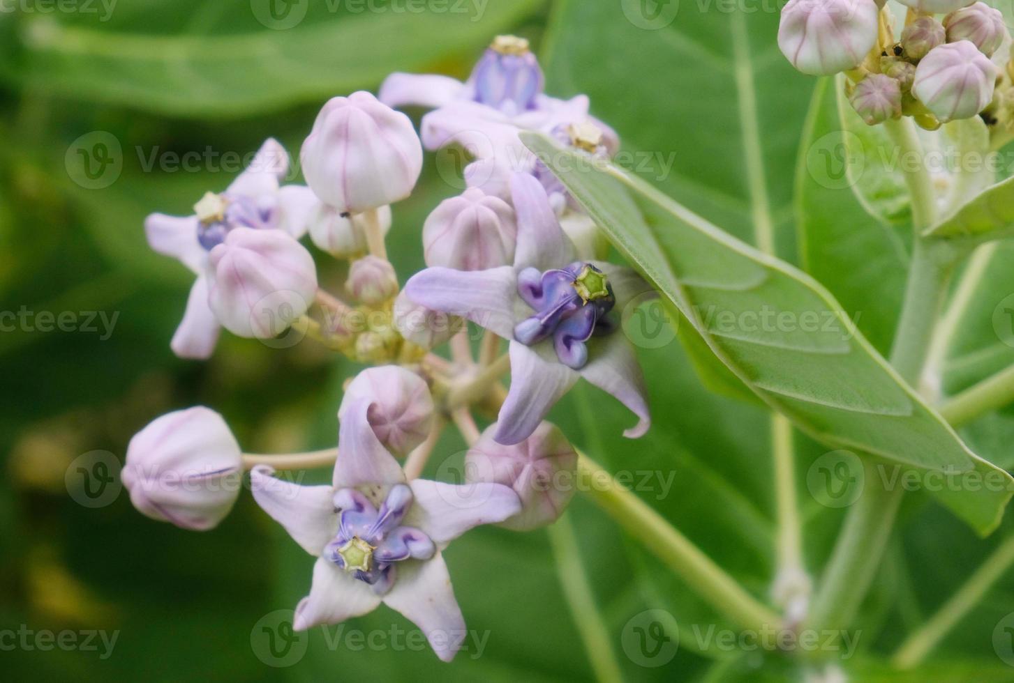 fiore della corona, calotropis gigantea, apocynaceae