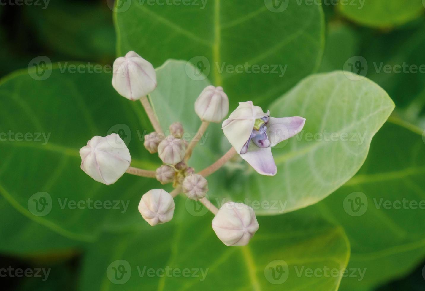 fiore corona in fiore, euforbia gigante, calotropis gigantea