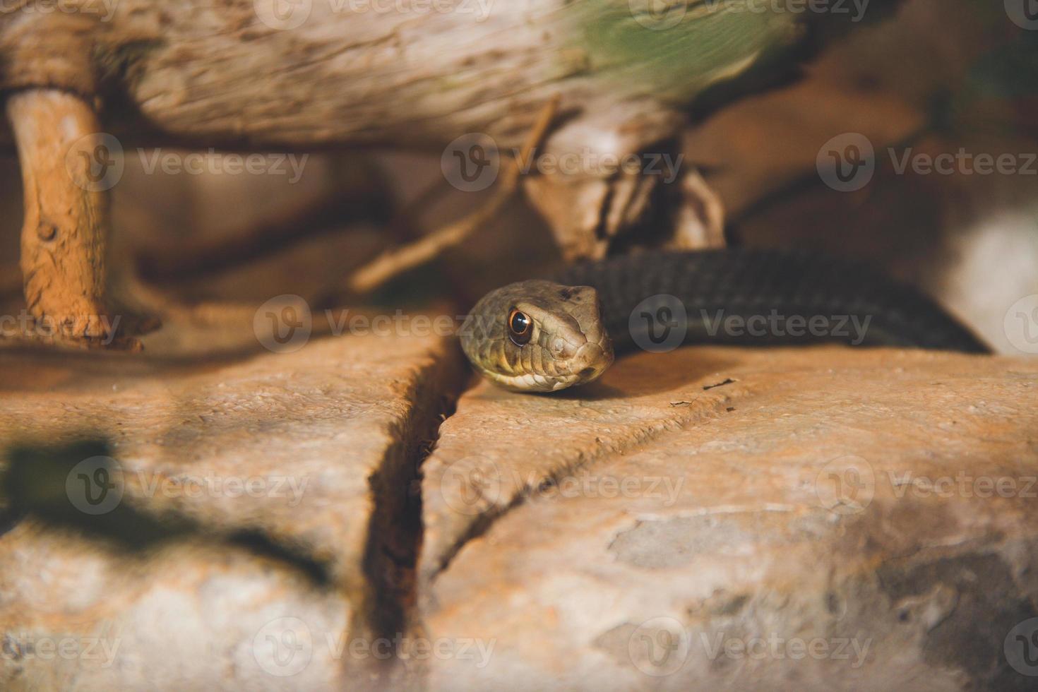 Montpellier serpente riscaldamento si nel il sole su un' roccia foto