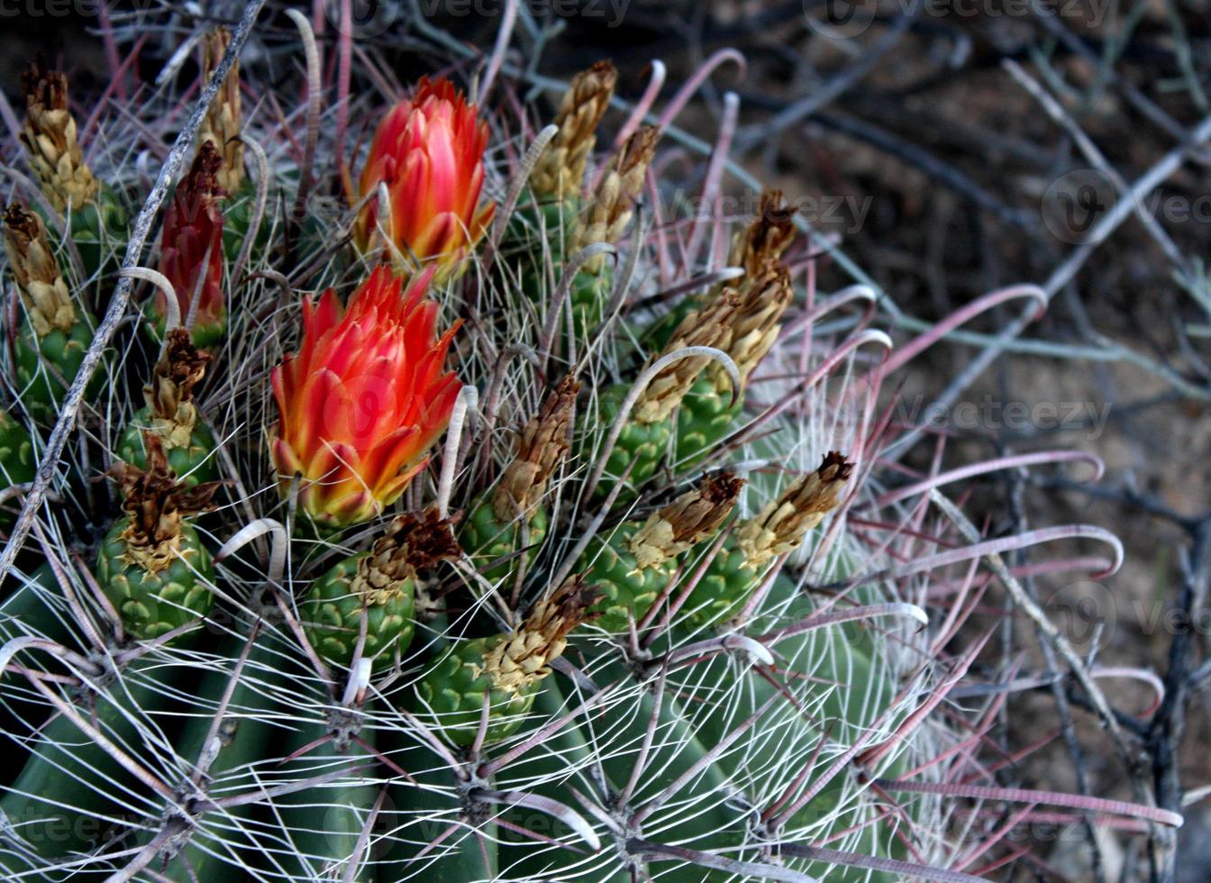 vivace rosso arancia fioriture su un' amo da pesca barile cactus foto