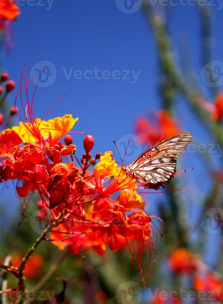 golfo fritillary farfalla su un' rosso uccello di Paradiso fiore foto