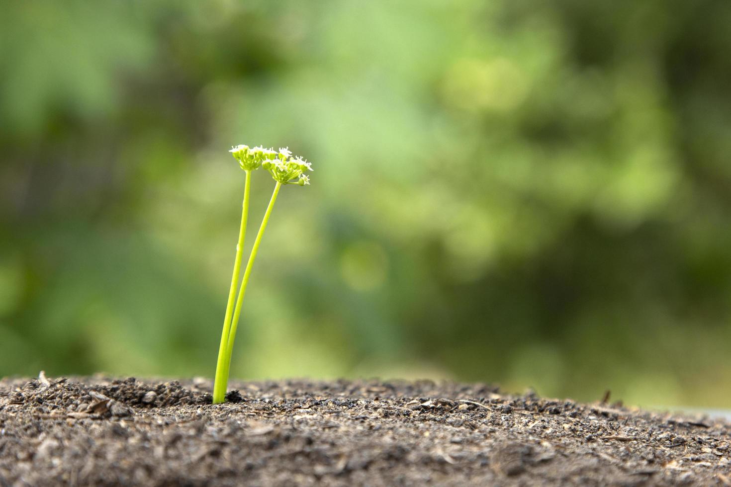 bellissimo fiore su il terra e andando dritto attraverso il suolo superficie, nel il sinistra lato per testo spaziatura concetto. foto