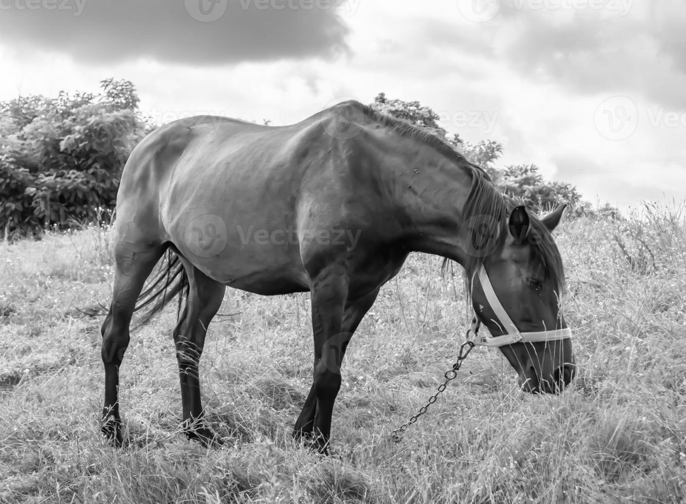 bellissimo selvaggio cavallo stallone su estate fiore prato foto