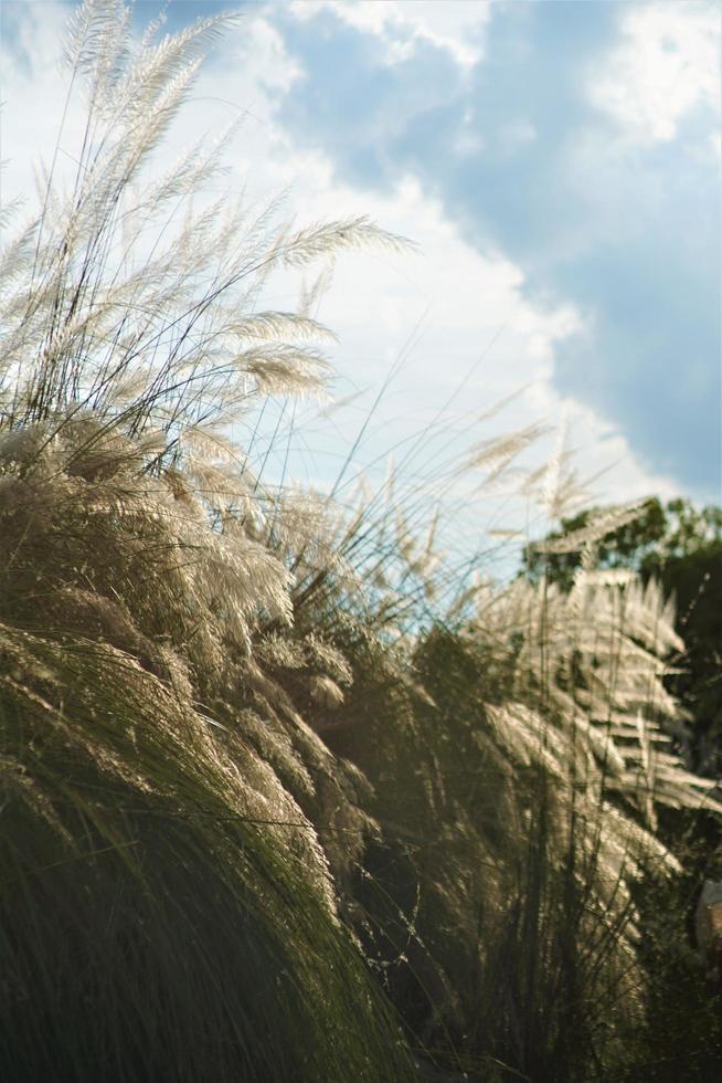 saccharum spontaneo pianta strega chiamato kashful è il bellezza di autunno foto