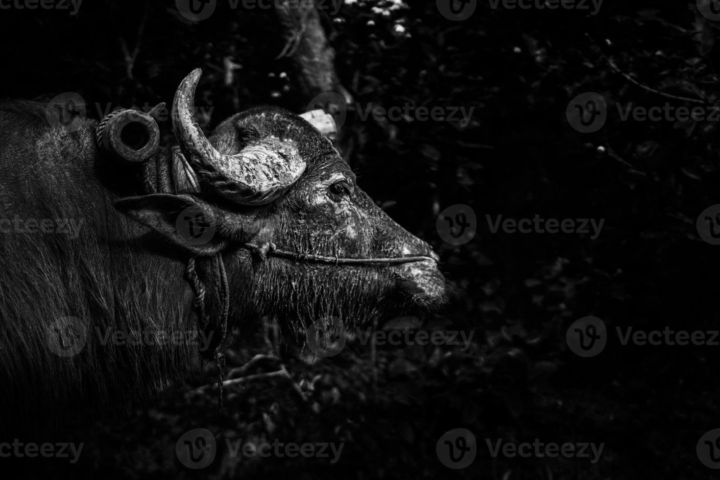 grande bufalo vicino su viso nel nero e bianca foto