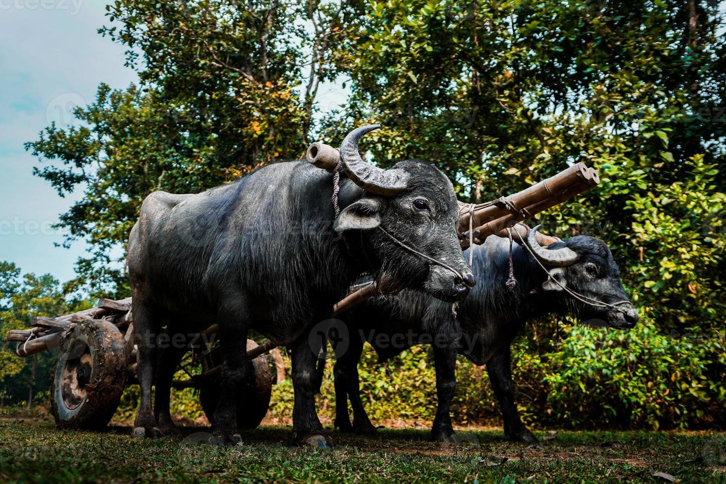 grande nero bufalo rimorchio un' carrello attraverso il giungla foto