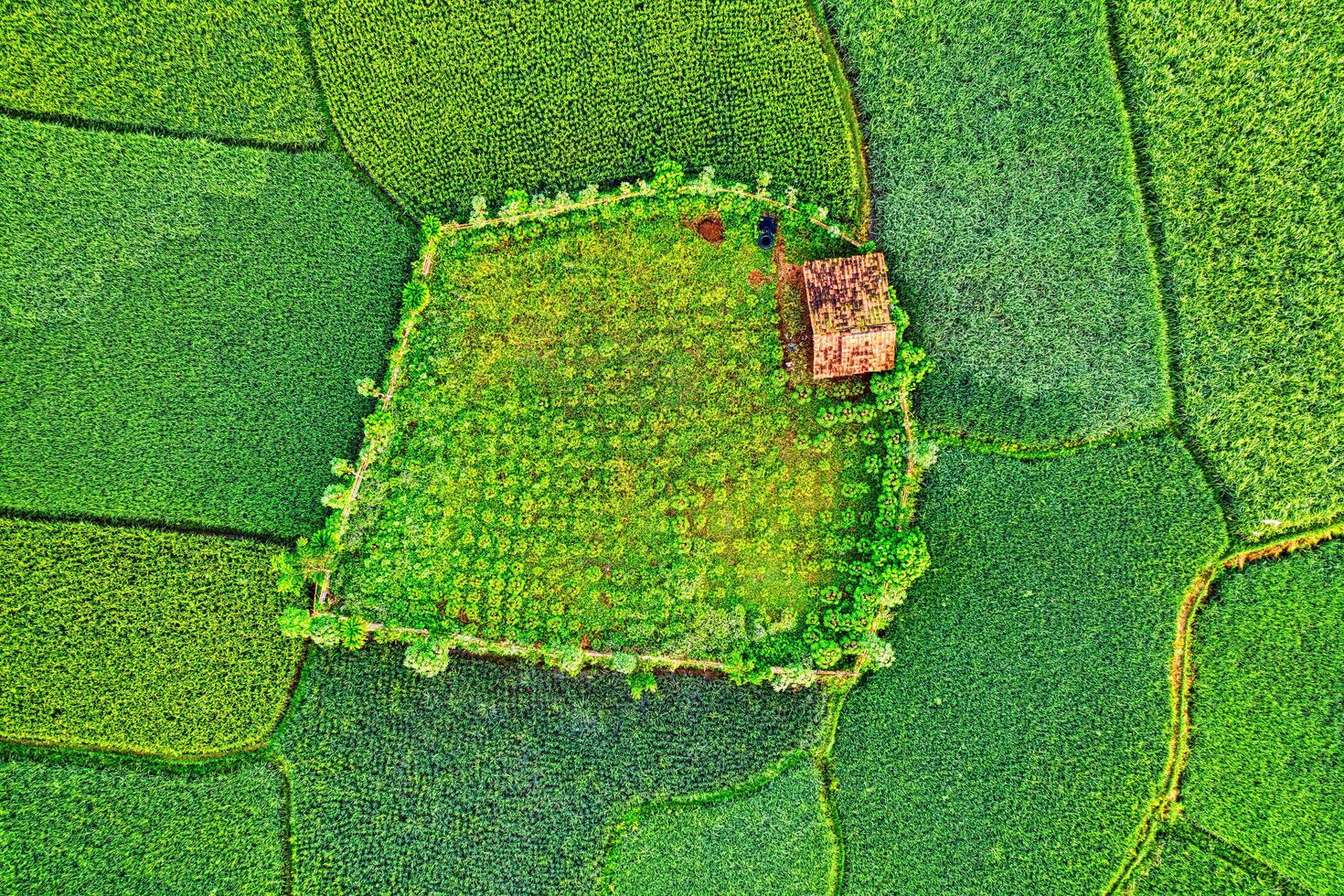 terra strutturata verde e gialla foto